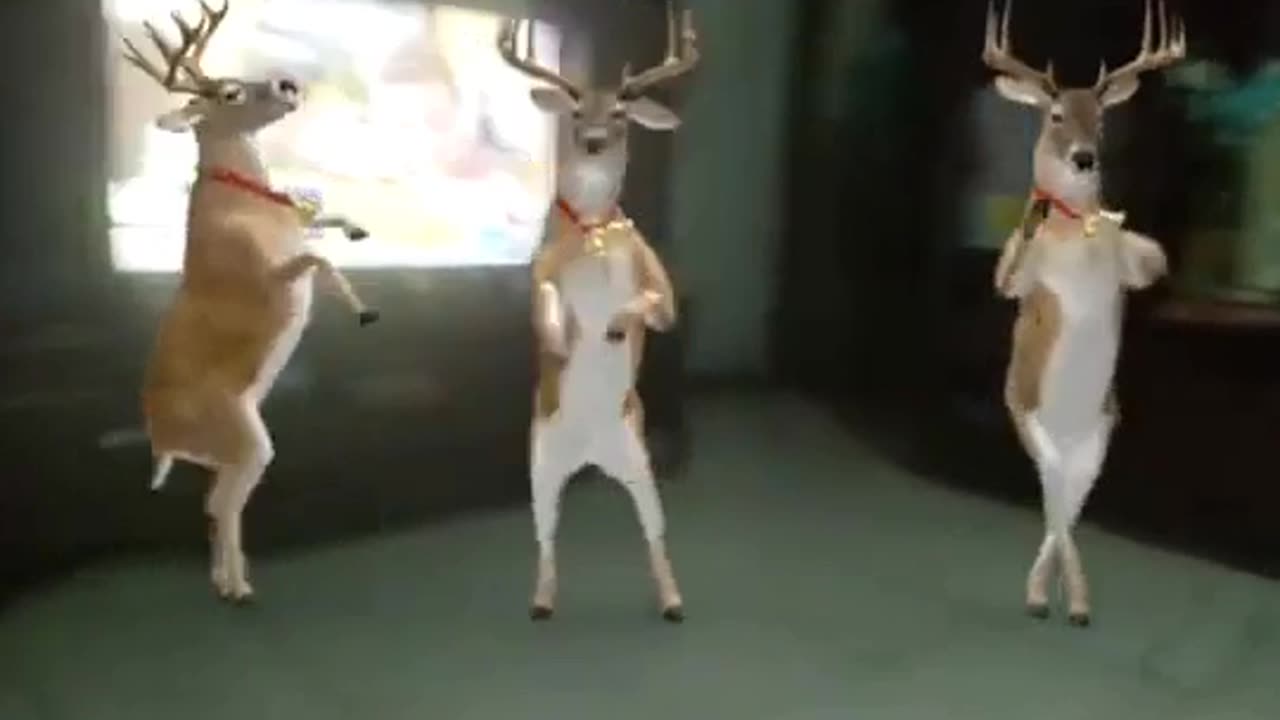 π¦π Mesmerizing Deer Dance in the Cozy Home! πΊπ¦