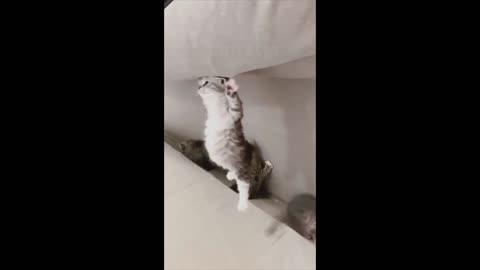 Funny & Cute animals <3