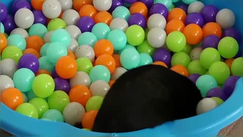 Happy National Cat Day! Cat plays in Ball Pit for the first time