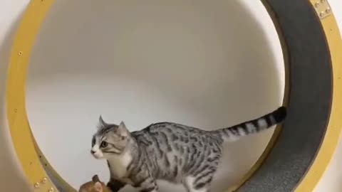 Cute little animals like it430