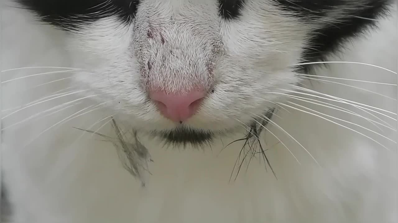 The aftermath of an crazy cat fight