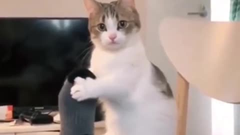 Funny pet's ❣️❣️🔥🔥