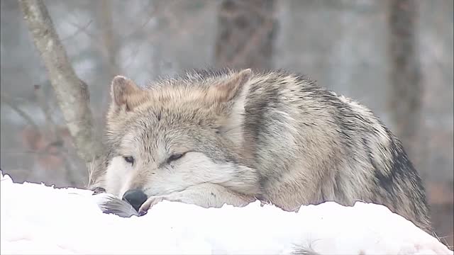 Deep Thoughts With Trumpet the Wolf