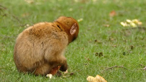 A beautiful monkey looking so nice and active and eating some thing