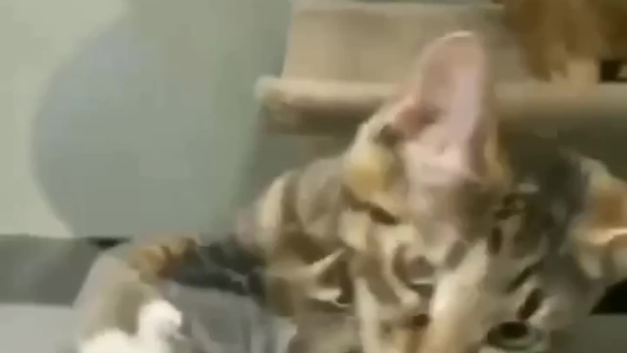 Best funny cats moments p4