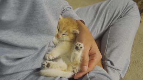 All Kittens Are Just Babies (Kitten Pudding ft