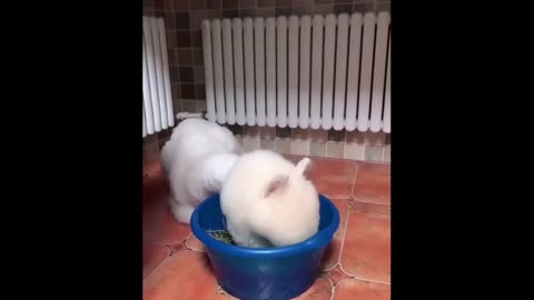 New Cute Baby Animals Videos Compilation | Funny and Cute Moment of the Animals 🐾🐶🐱🐰🐹🐭🐻🐼🦊🦔🦄 Part 31