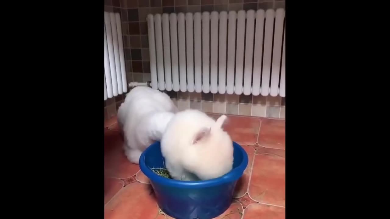 New Cute Baby Animals Videos Compilation | Funny and Cute Moment of the Animals 🐾🐶🐱🐰🐹🐭🐻🐼🦊🦔🦄 Part 31