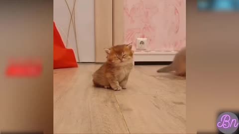 #Cute #FunnyCat #cat Videos Compilation