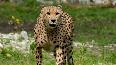 leopard's ferocity and gallantry