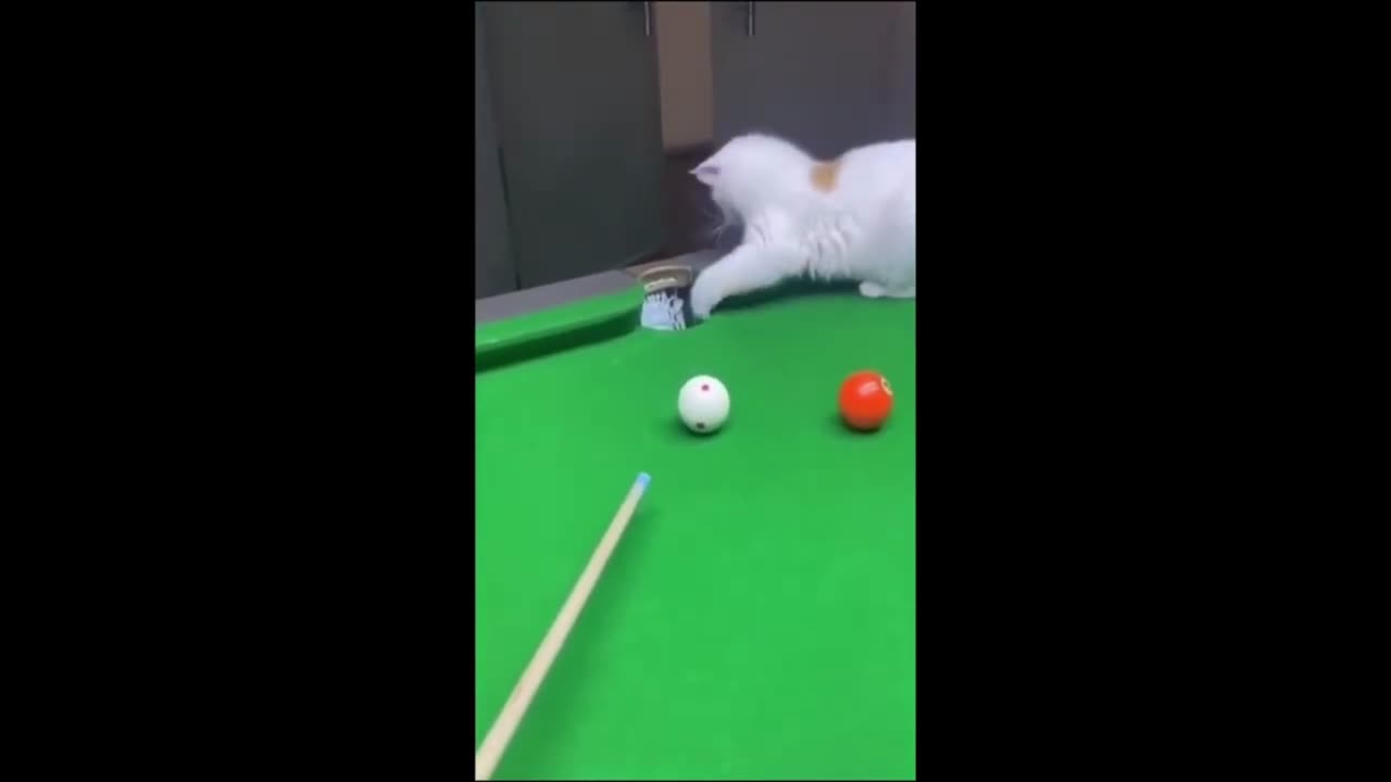 animal video .Funny cat video