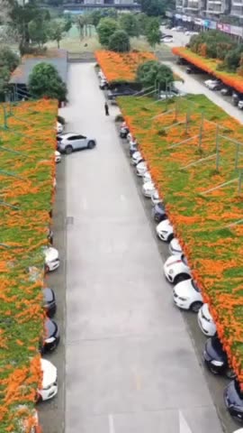 Great idea if real? How do they water them?