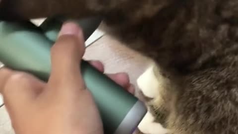 A cat who can enjoy herself