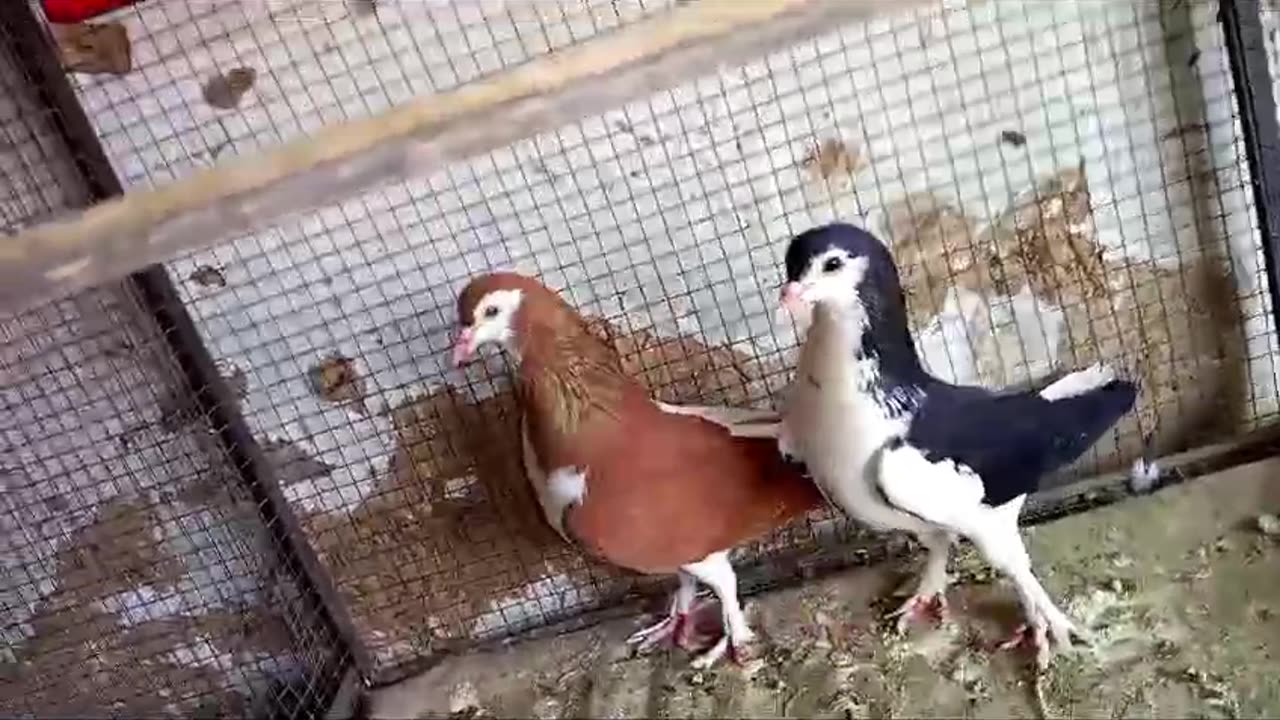 Beautiful pigeon breeder pair best flying garman
