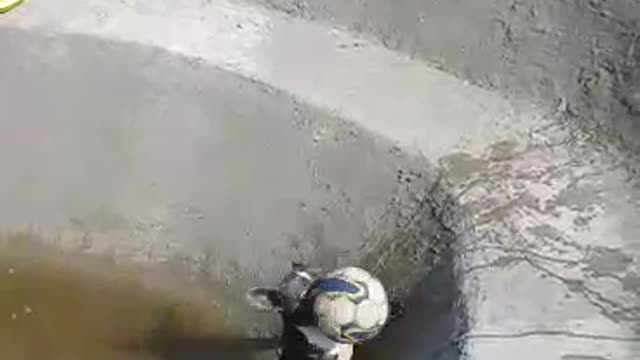 Funny Dog / Playing Soccer