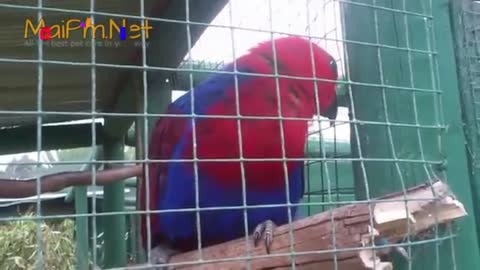 talking parrot parrot #4