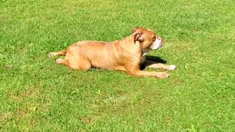 sun#feelsgood#reese#animal