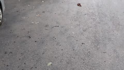घुमंतू