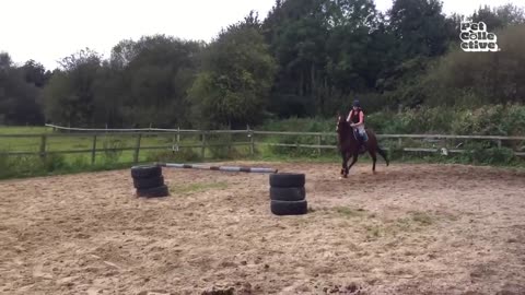 Funniest Farm Animals