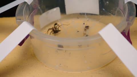 BRUTAL BATTLE OF WOLF SPIDER AND FLOCK OF COCKROACHES [Live feeding!]-6