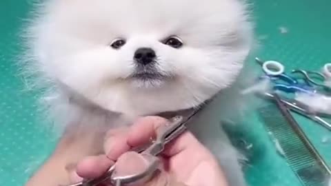 cute dog hair cut