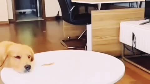This is the smartest dog on earth