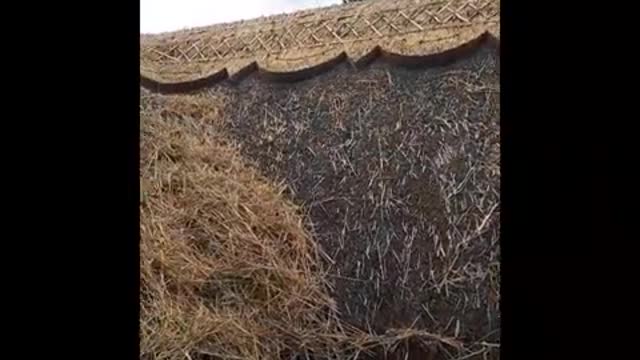 Thatched House – A before and after of a ridge