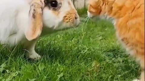 Sweet moments in the life of pets😍🐈‍⬛️🐈