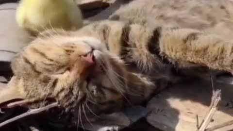 Funny Cats Videos - you will be laugh so hard 🤣🤣