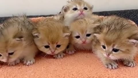 Baby Funny Cute Kittens sitting together