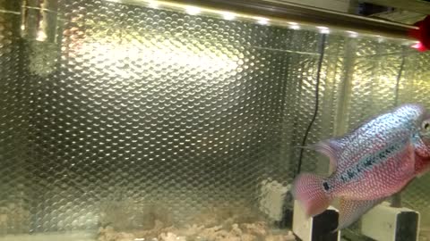 Louhan Fish