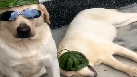 Dog video, dog lover, fanny dog video
