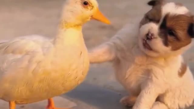 Funny behavior of friendship between a duck and a dog