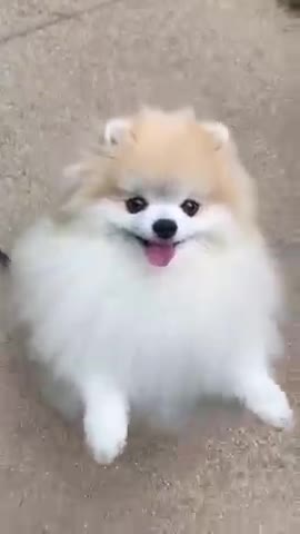 cute #dog short video| cute puppy shorts| #short #shortvideo #firstshortvideo #cutedog #dogs #shorts