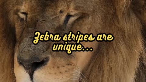 Animal Facts Zebra Stripes #shorts