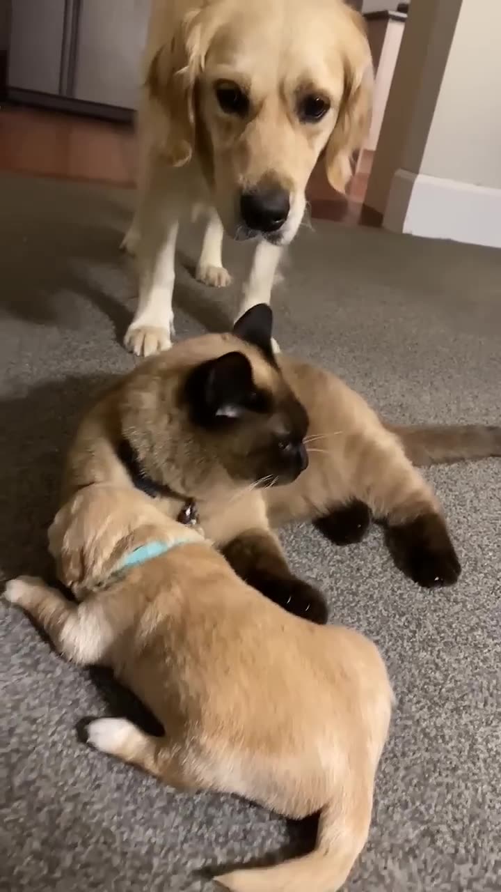 Cat comforts crying puppy while mom takes a break