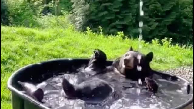 Is the bear bathing itself? It seems to be playing in the water very happy