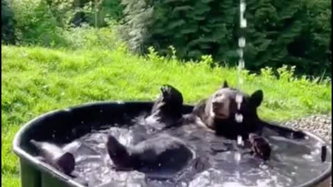 Is the bear bathing itself? It seems to be playing in the water very happy