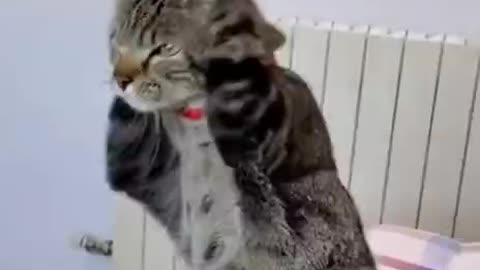 Witch 🤭Funny video cat and dog 🐕