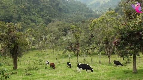 Cow video cows mooing and grazing in a field