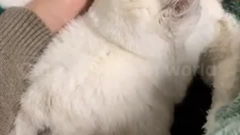 Best Funny Cats Video || Cute Animals Of World