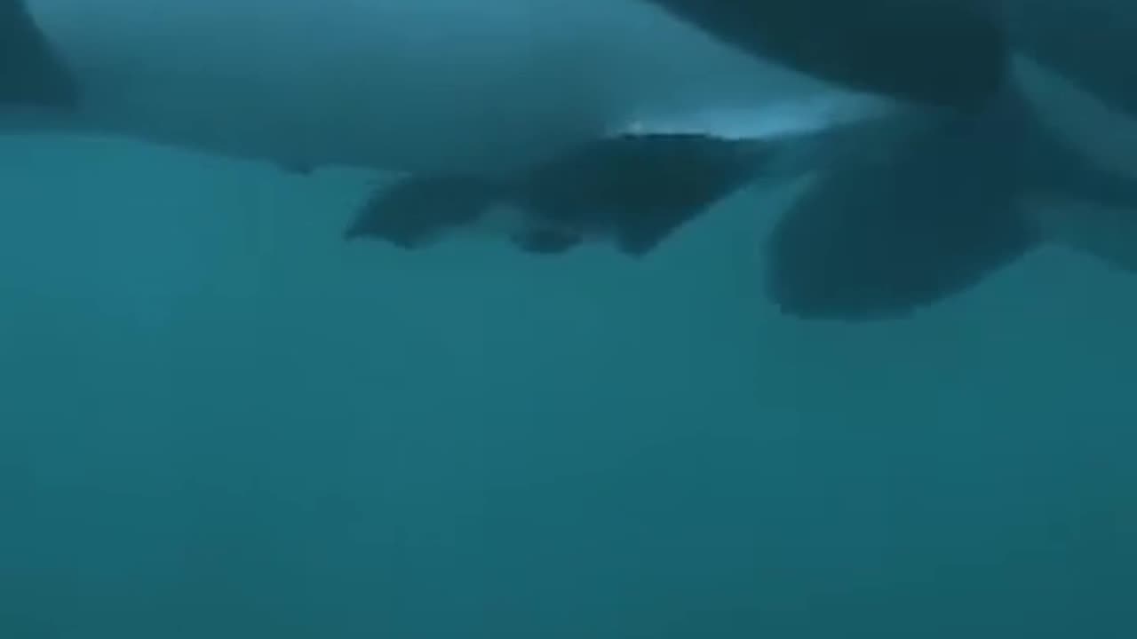 Immersed in Serenity: The Sanny View from Within the Sea
