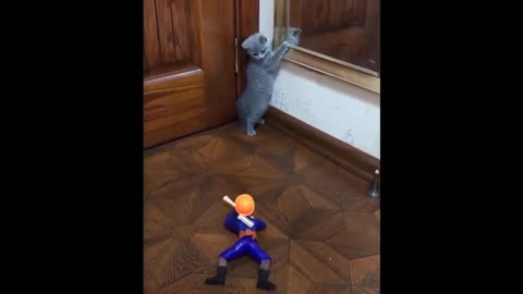 Awesome cat Funny and Cute Animals Compilation V2
