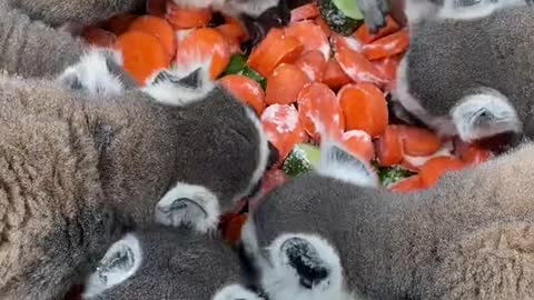 lemurs