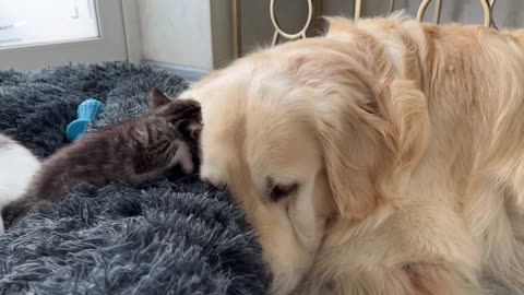 Mom Cat and Tiny Kittens Love their Best Friend Golden Retriever