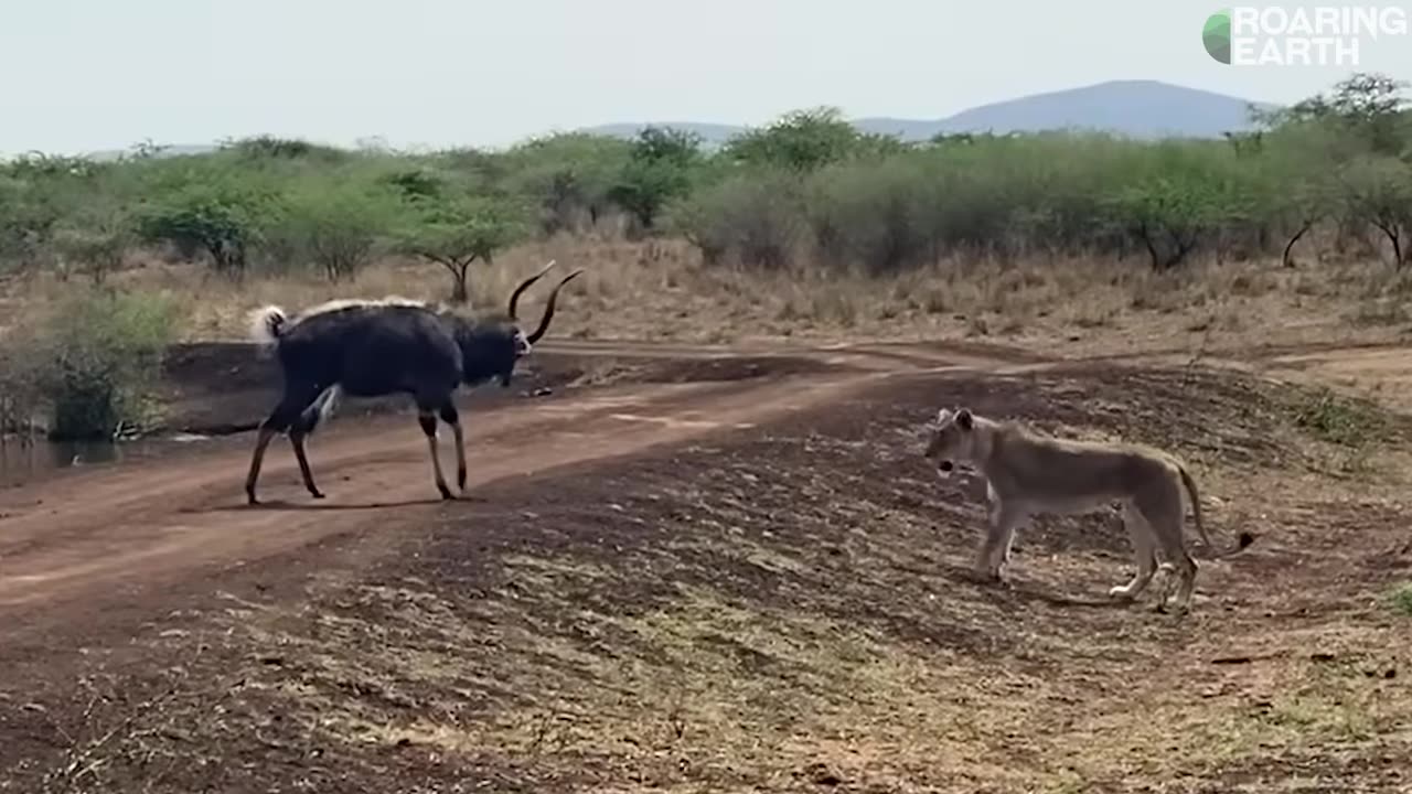 Epic moment and fight back