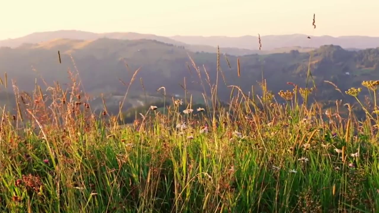calming wind going through the fields