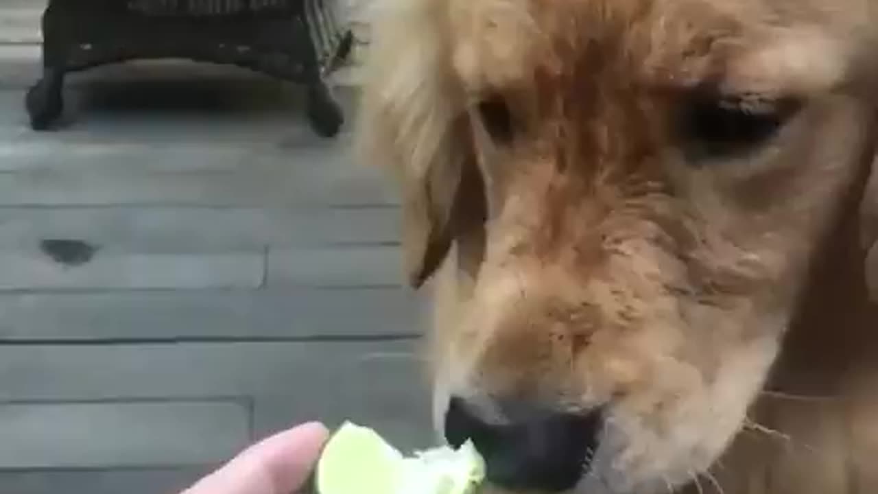 Funny dogs, #funnydogs #doghumor #dogjokes #hilarioushounds #caninecomedy #shorts