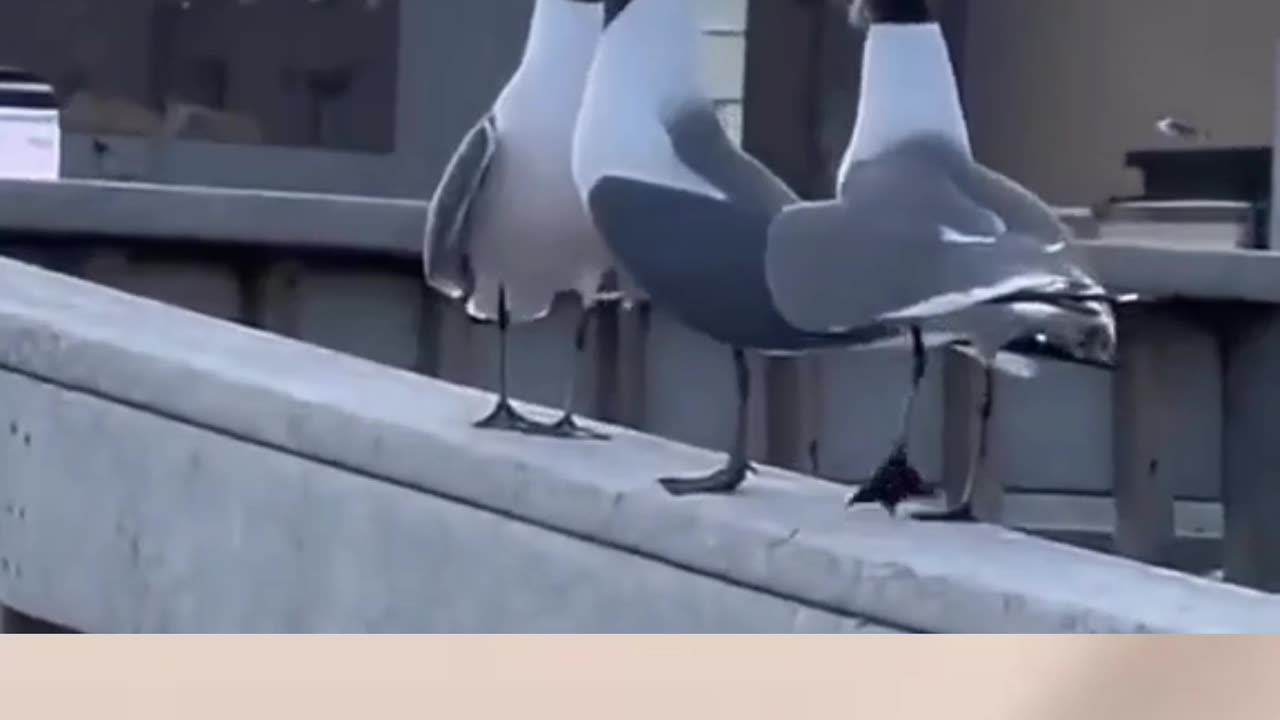 Funny birds