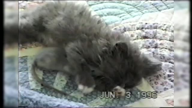 10 Most Unlikely Animal Valentines